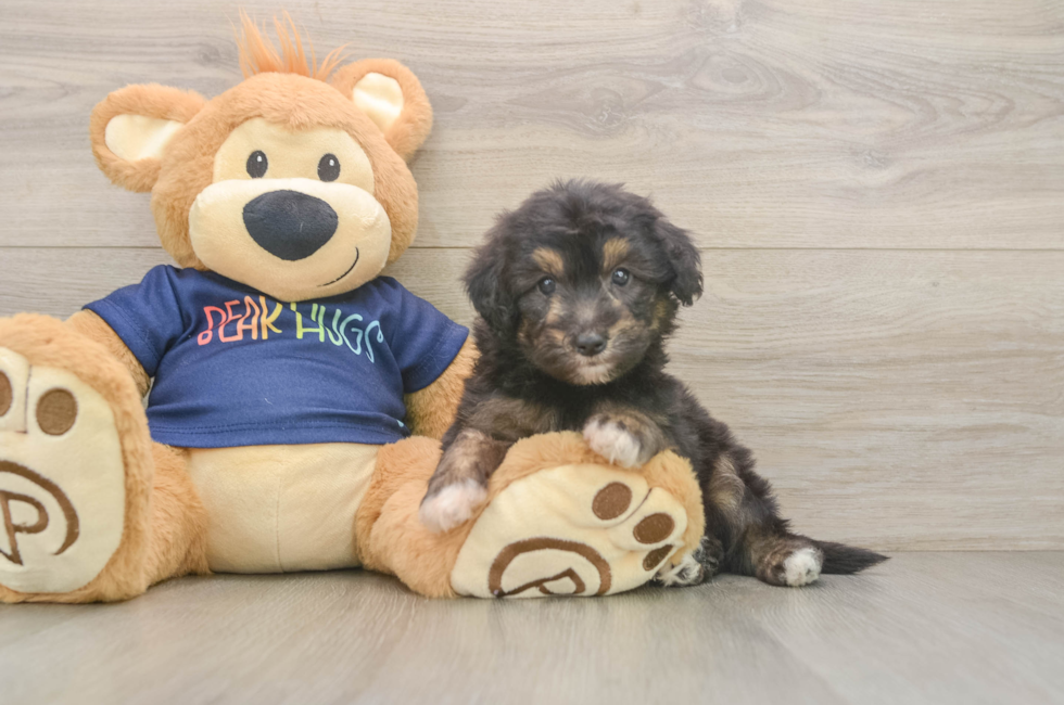 6 week old Mini Aussiedoodle Puppy For Sale - Fairfield Furbabies