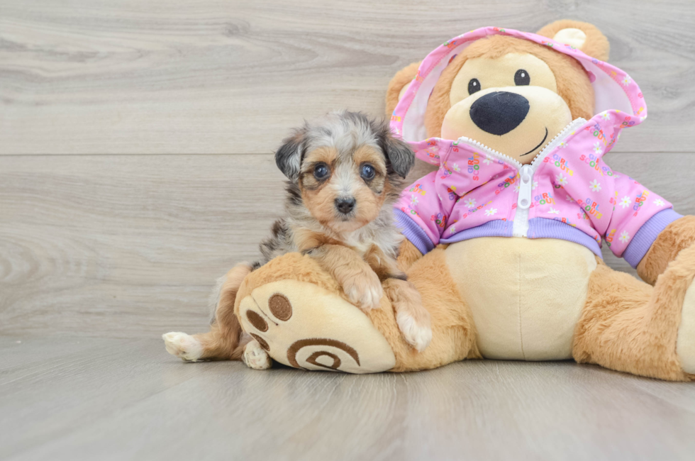7 week old Mini Aussiedoodle Puppy For Sale - Fairfield Furbabies