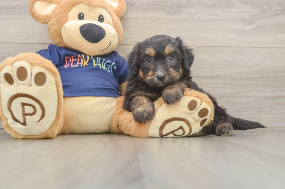 6 week old Mini Aussiedoodle Puppy For Sale - Fairfield Furbabies