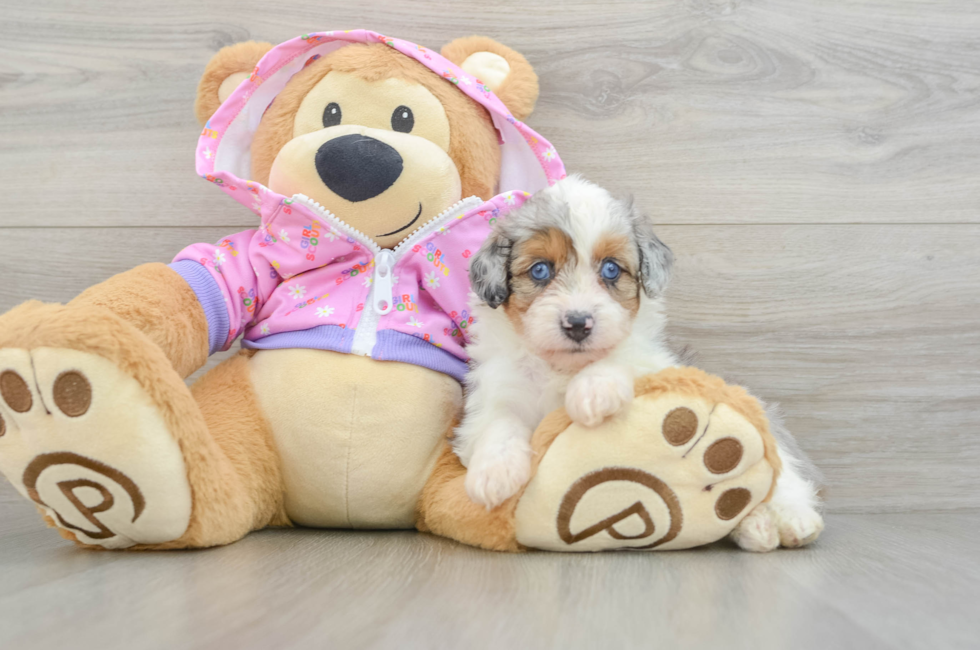 7 week old Mini Aussiedoodle Puppy For Sale - Fairfield Furbabies