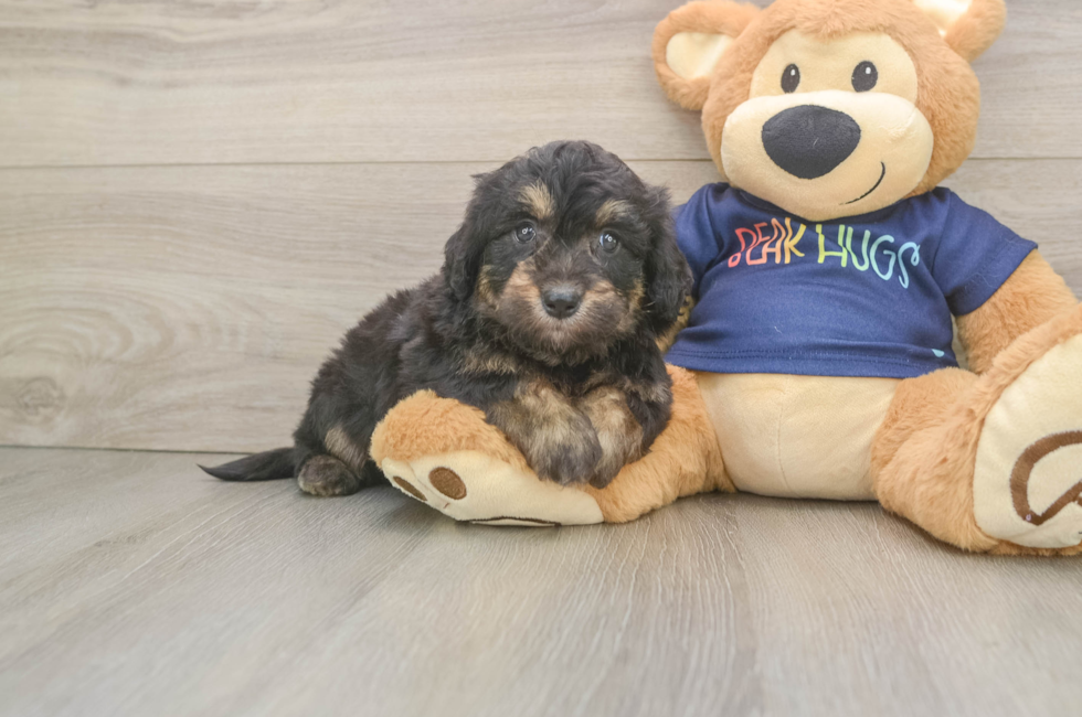 6 week old Mini Aussiedoodle Puppy For Sale - Fairfield Furbabies