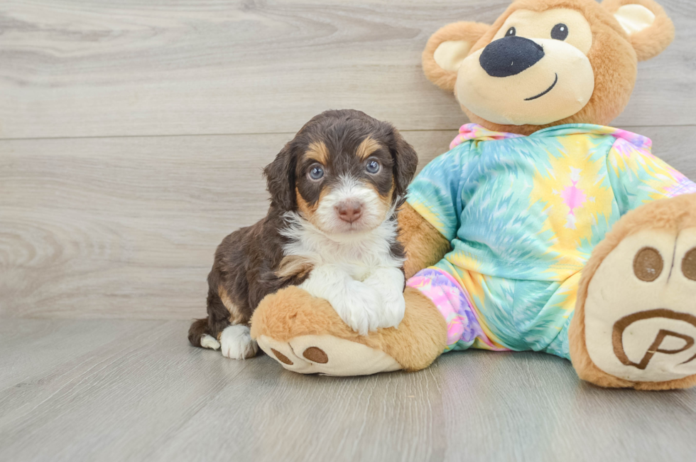 6 week old Mini Aussiedoodle Puppy For Sale - Fairfield Furbabies