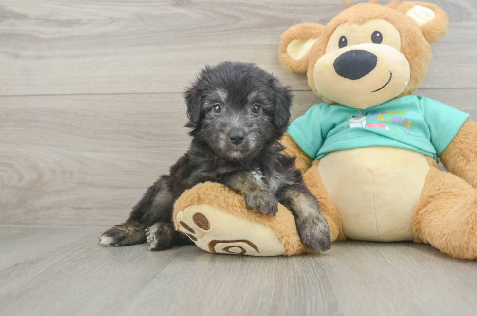 6 week old Mini Aussiedoodle Puppy For Sale - Fairfield Furbabies