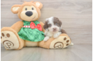 Popular Mini Aussiedoodle Poodle Mix Pup