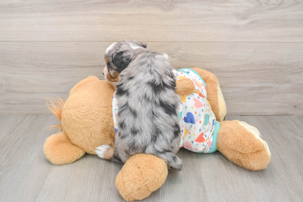 Funny Mini Aussiedoodle Poodle Mix Pup