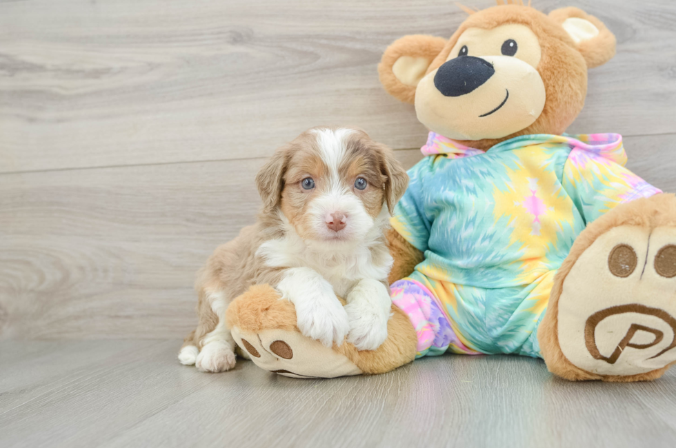 6 week old Mini Aussiedoodle Puppy For Sale - Fairfield Furbabies