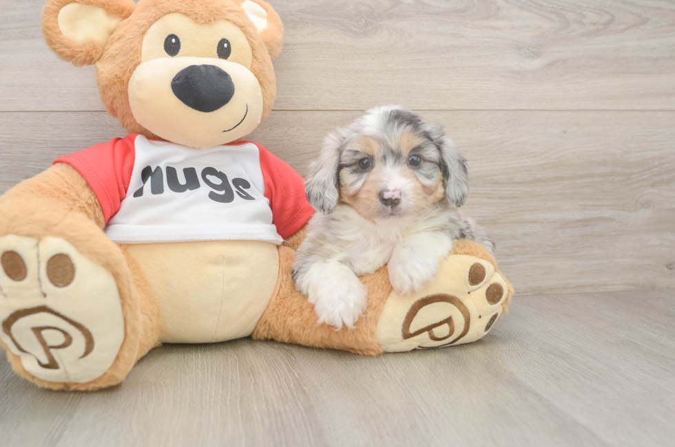 7 week old Mini Aussiedoodle Puppy For Sale - Fairfield Furbabies