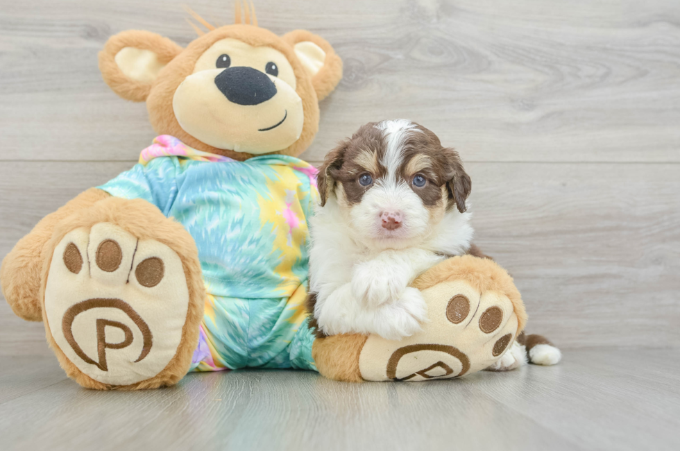 6 week old Mini Aussiedoodle Puppy For Sale - Fairfield Furbabies