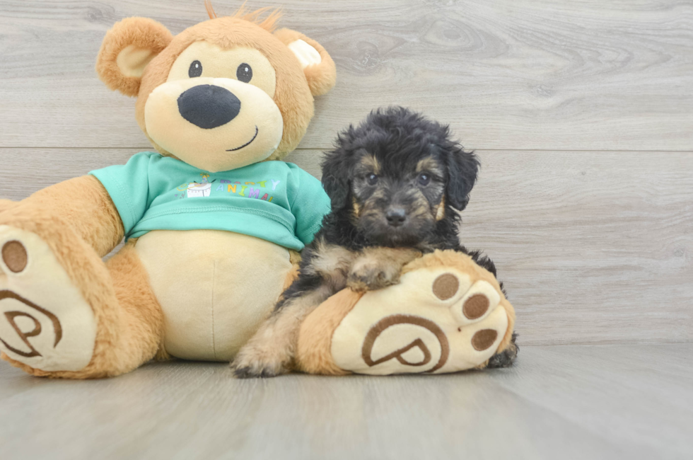 6 week old Mini Aussiedoodle Puppy For Sale - Fairfield Furbabies