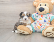 8 week old Mini Aussiedoodle Puppy For Sale - Fairfield Furbabies