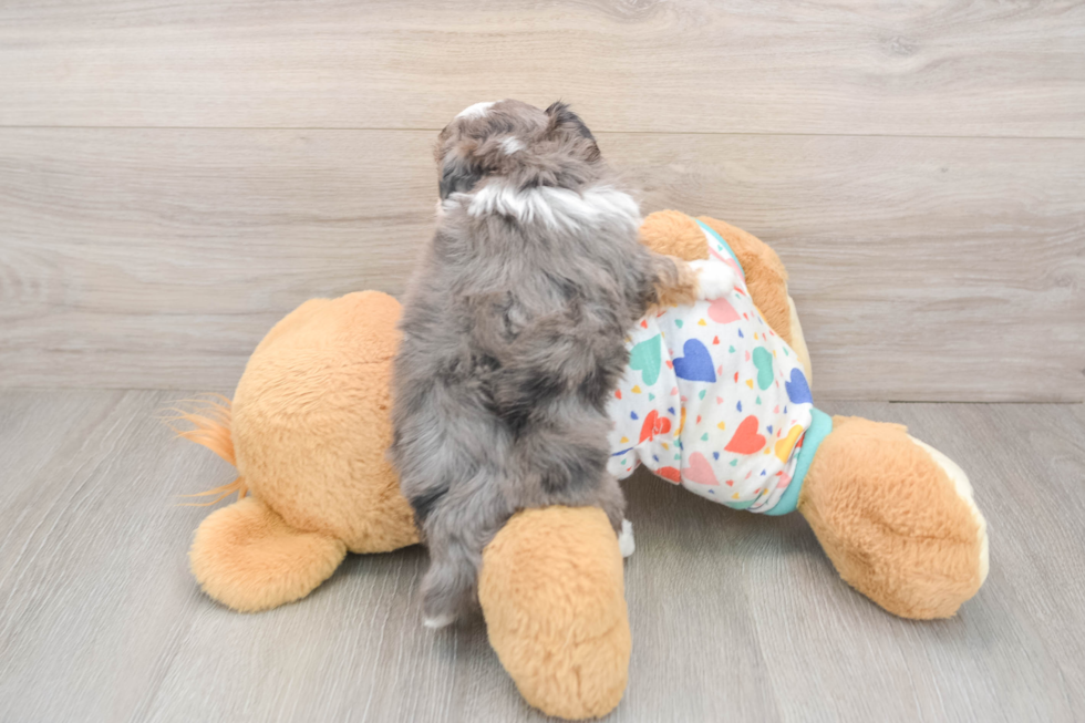 Popular Mini Aussiedoodle Poodle Mix Pup