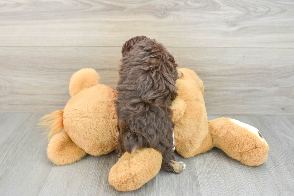 Mini Aussiedoodle Puppy for Adoption