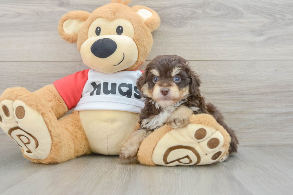 Energetic Aussie Poo Poodle Mix Puppy