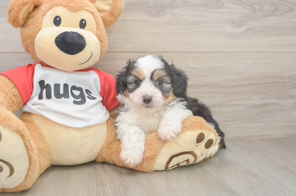 7 week old Mini Aussiedoodle Puppy For Sale - Fairfield Furbabies
