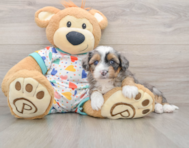 8 week old Mini Aussiedoodle Puppy For Sale - Fairfield Furbabies