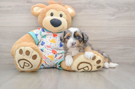 Mini Aussiedoodle Pup Being Cute