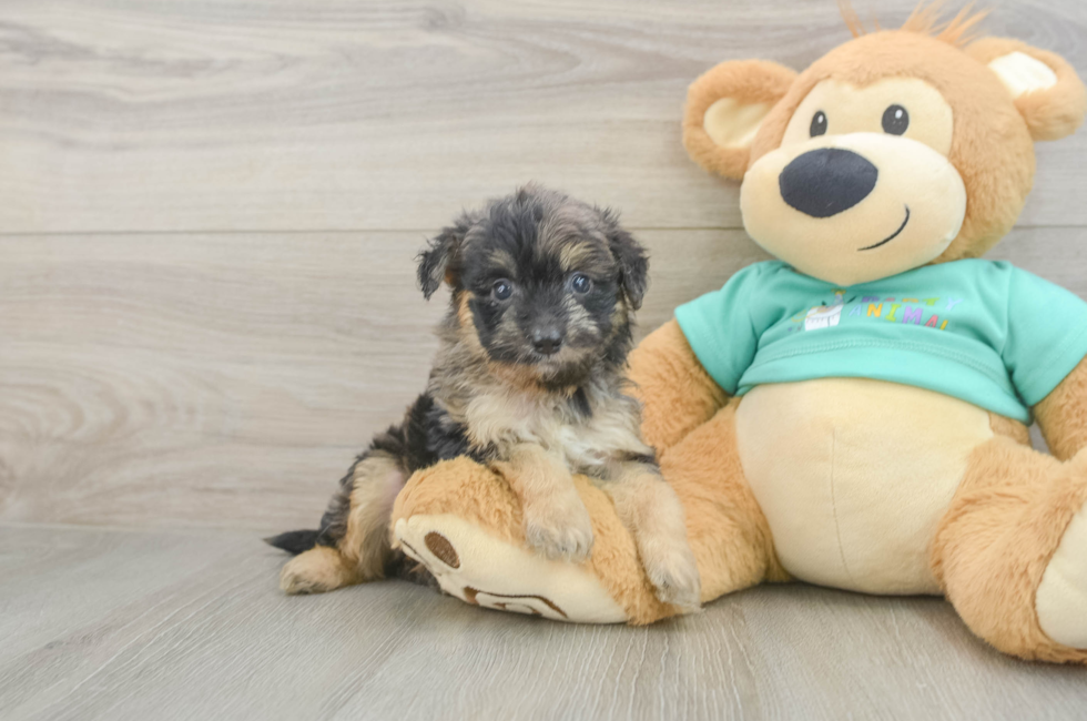 6 week old Mini Aussiedoodle Puppy For Sale - Fairfield Furbabies