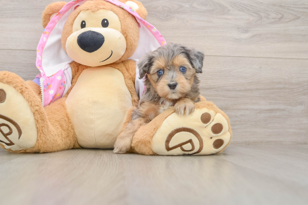 Small Mini Aussiedoodle Baby