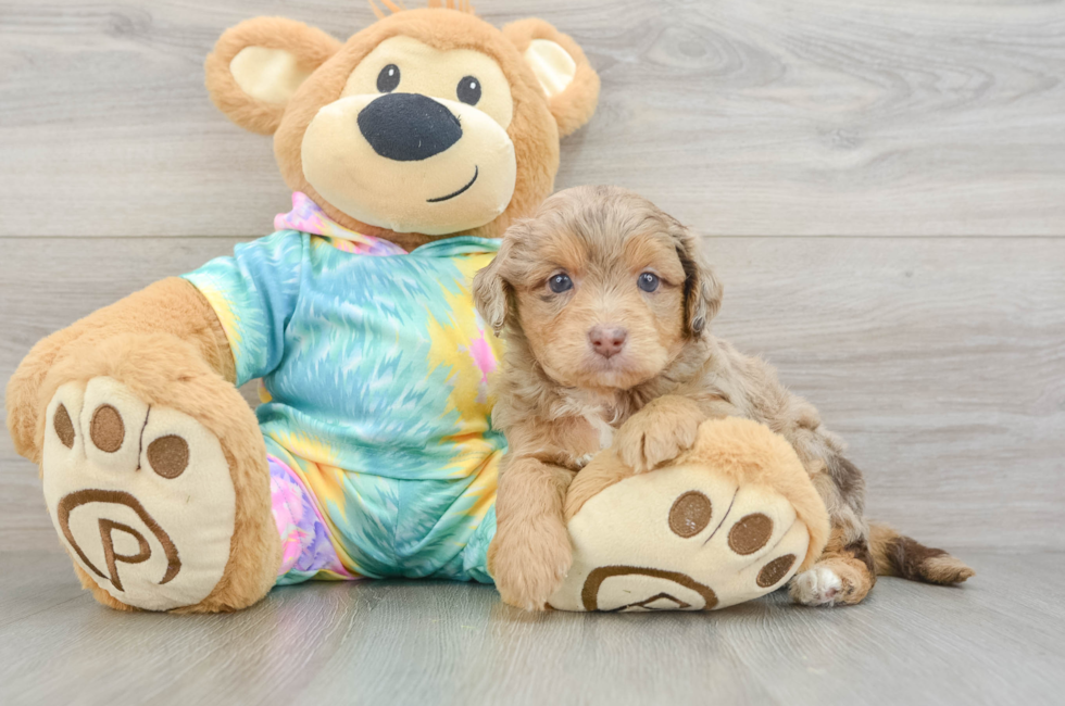 6 week old Mini Aussiedoodle Puppy For Sale - Fairfield Furbabies