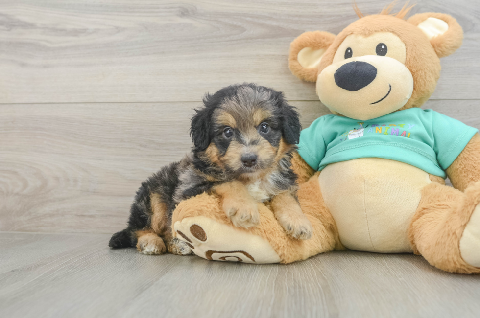 6 week old Mini Aussiedoodle Puppy For Sale - Fairfield Furbabies