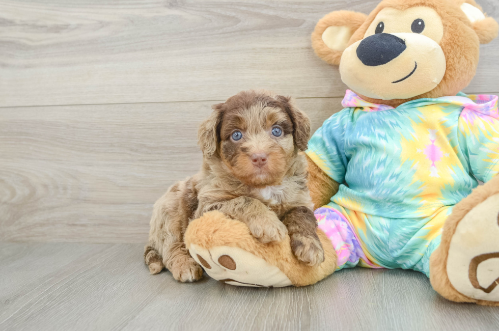 6 week old Mini Aussiedoodle Puppy For Sale - Fairfield Furbabies