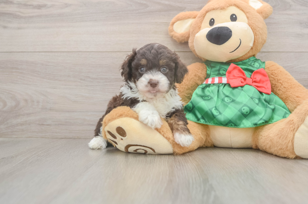 6 week old Mini Aussiedoodle Puppy For Sale - Fairfield Furbabies