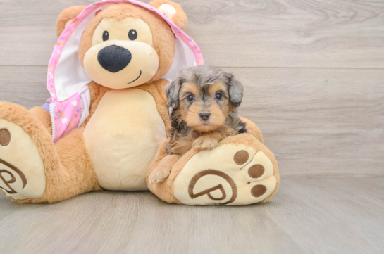 Mini Aussiedoodle Pup Being Cute