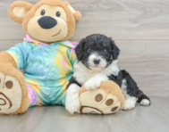 8 week old Mini Aussiedoodle Puppy For Sale - Fairfield Furbabies