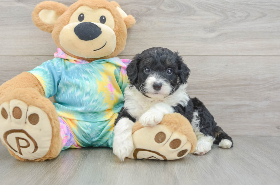 6 week old Mini Aussiedoodle Puppy For Sale - Fairfield Furbabies