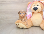 10 week old Mini Aussiedoodle Puppy For Sale - Fairfield Furbabies