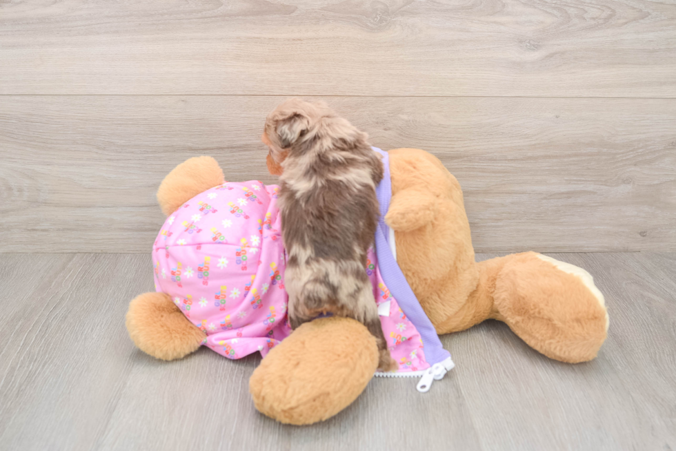 Best Mini Aussiedoodle Baby