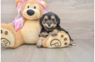 Small Mini Aussiedoodle Baby