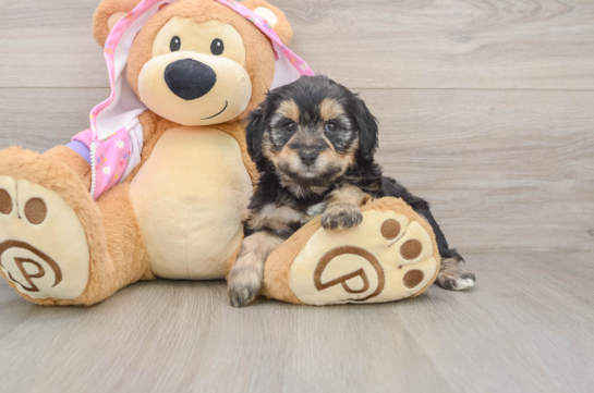 Small Mini Aussiedoodle Baby