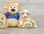 8 week old Mini Aussiedoodle Puppy For Sale - Fairfield Furbabies