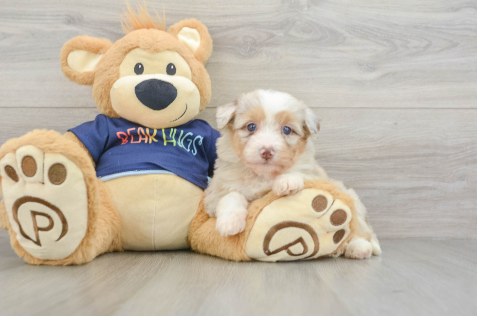 6 week old Mini Aussiedoodle Puppy For Sale - Fairfield Furbabies