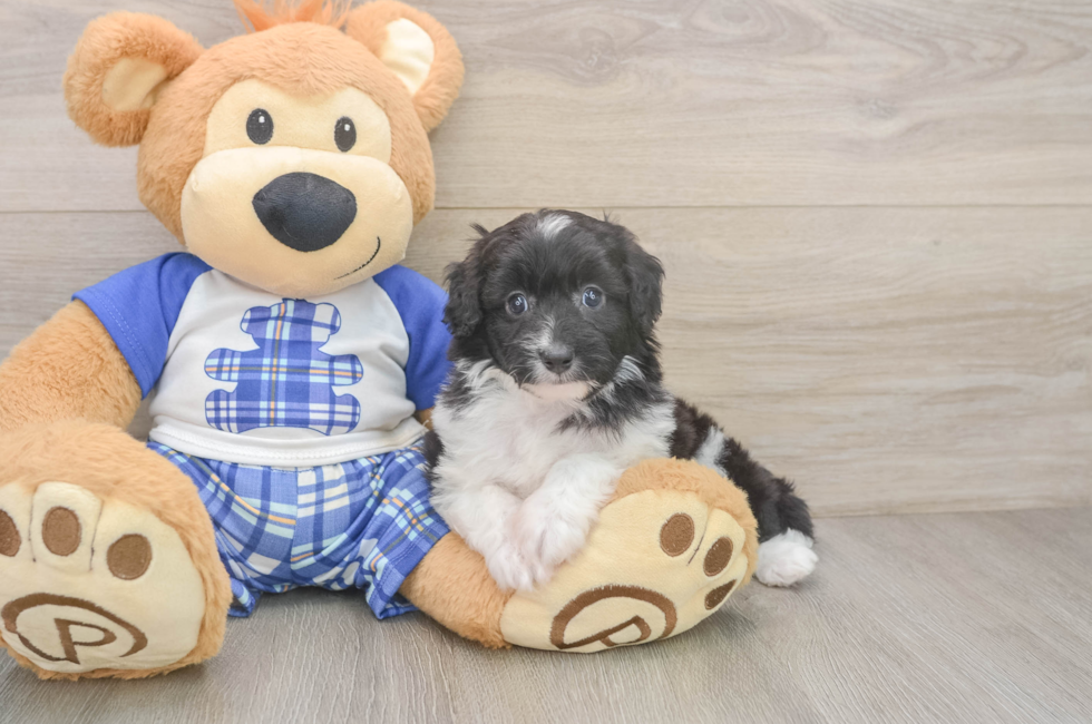 6 week old Mini Aussiedoodle Puppy For Sale - Fairfield Furbabies
