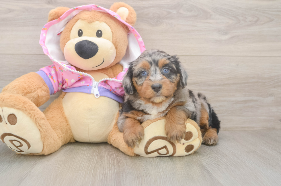 6 week old Mini Aussiedoodle Puppy For Sale - Fairfield Furbabies