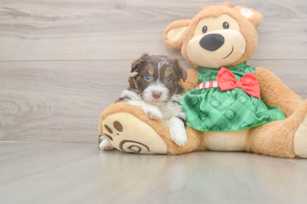 Popular Mini Aussiedoodle Poodle Mix Pup