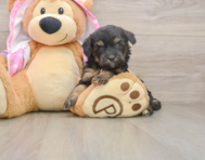 8 week old Mini Aussiedoodle Puppy For Sale - Fairfield Furbabies