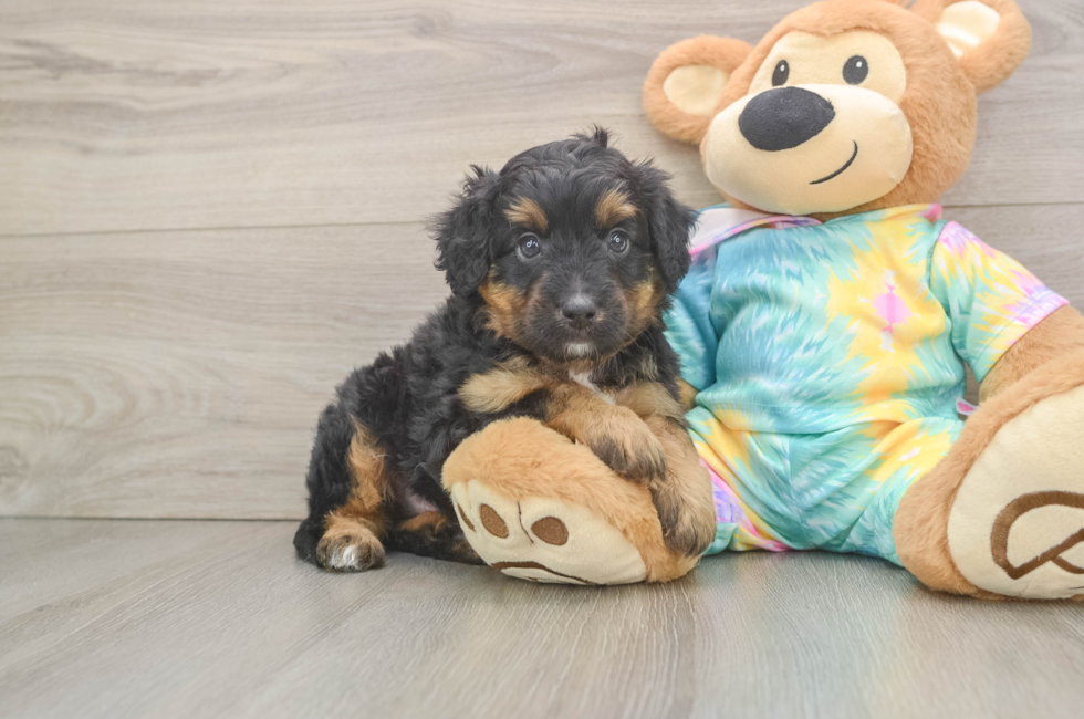 6 week old Mini Aussiedoodle Puppy For Sale - Fairfield Furbabies