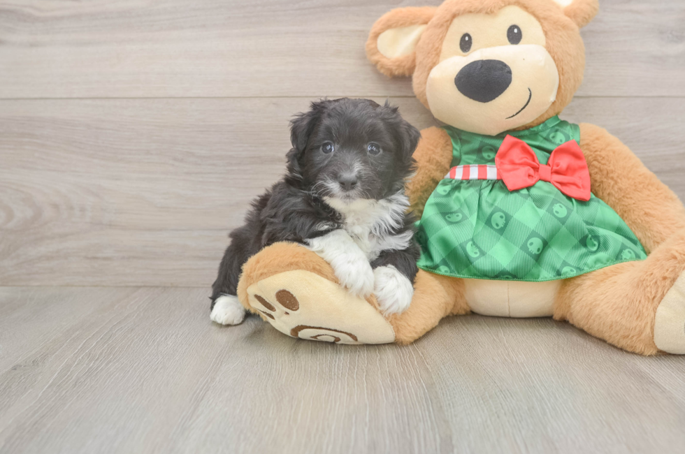 6 week old Mini Aussiedoodle Puppy For Sale - Fairfield Furbabies