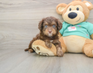 8 week old Mini Aussiedoodle Puppy For Sale - Fairfield Furbabies
