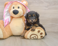 8 week old Mini Aussiedoodle Puppy For Sale - Fairfield Furbabies