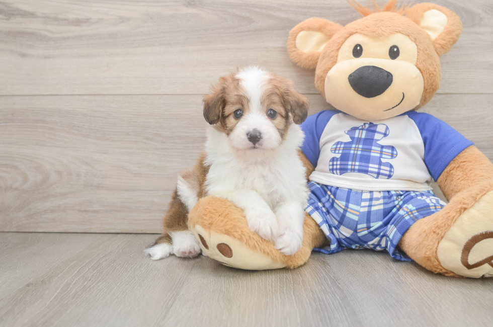 5 week old Mini Aussiedoodle Puppy For Sale - Fairfield Furbabies
