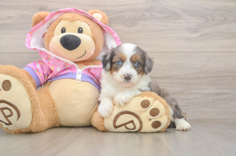 6 week old Mini Aussiedoodle Puppy For Sale - Fairfield Furbabies