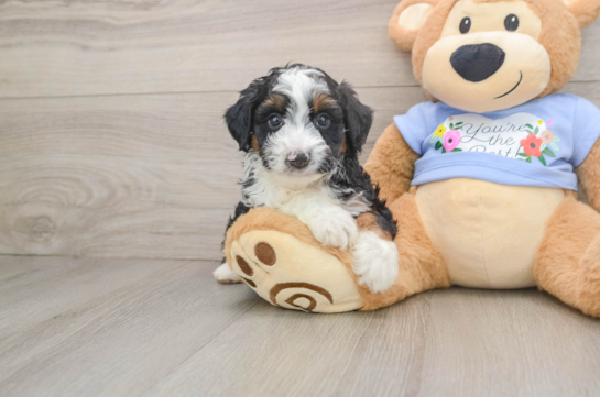 TREV, a Mini Aussiedoodle littermate