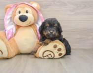8 week old Mini Aussiedoodle Puppy For Sale - Fairfield Furbabies