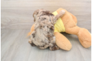 Mini Aussiedoodle Puppy for Adoption