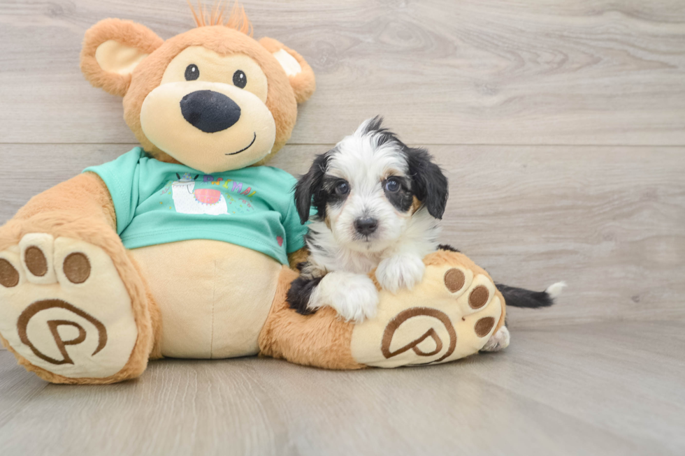Best Mini Aussiedoodle Baby