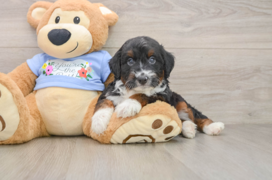 TRIGGER, a Mini Aussiedoodle littermate